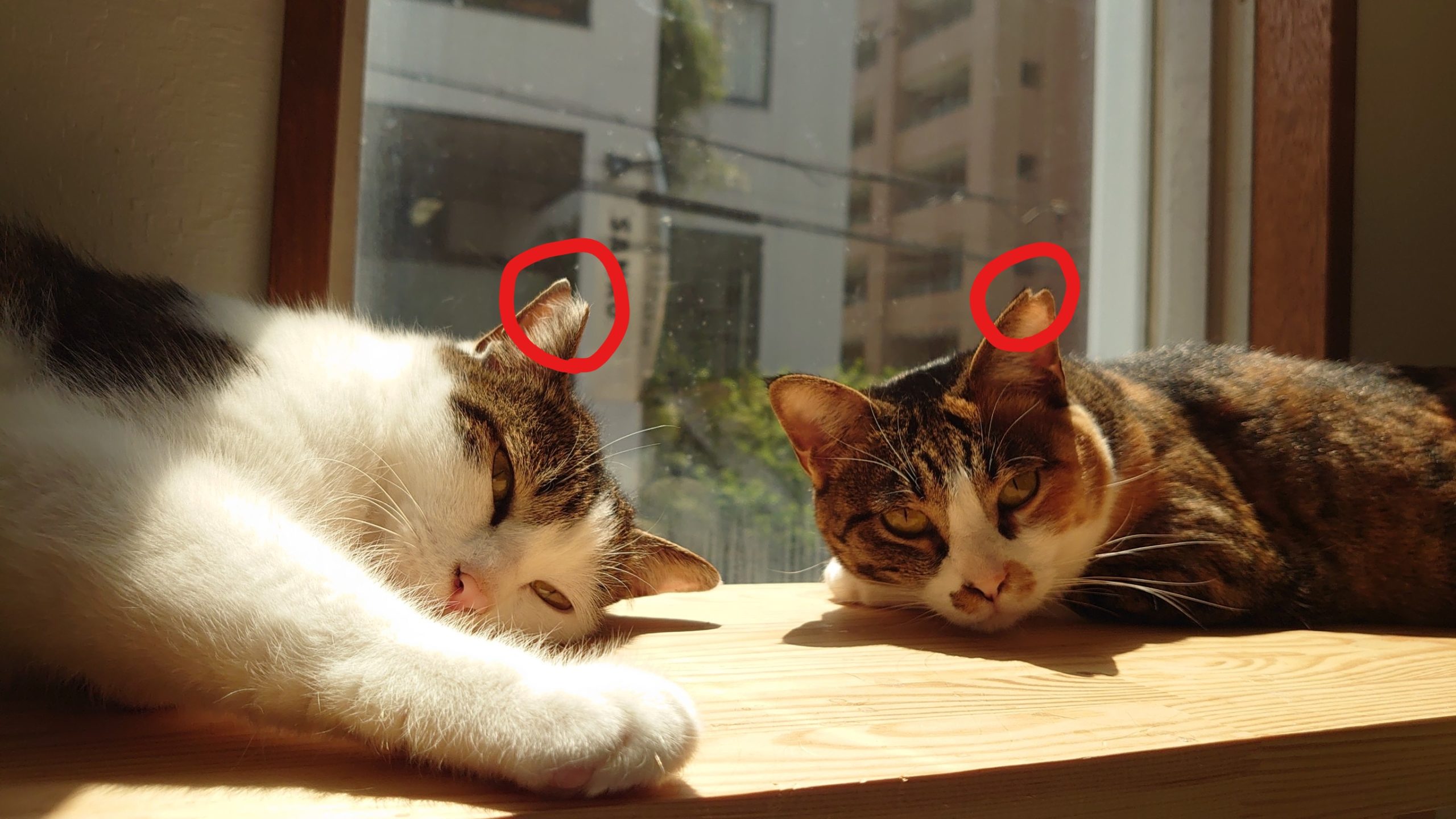 sakuraneko-scaled.jpg